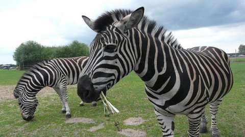 Zoo Safari