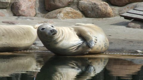 Sealarium