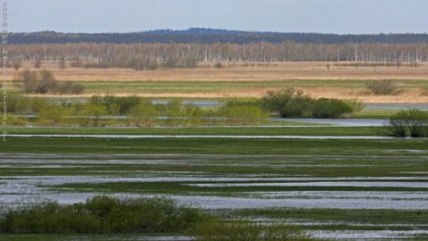 Bagna Biebrzańskie