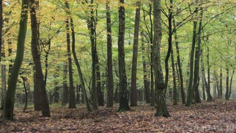 Rogaliński Park Krajobrazowy