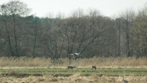 Park Krajobrazowy Międzyrzecza Warty — zdjęcie 2