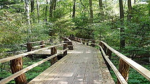 Royal Springs Kozienicka Forest