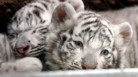 Ogród Zoologiczny w Bratysławie