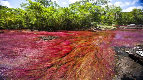 Rzeka Caño Cristales