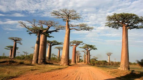 Aleja Baobabów