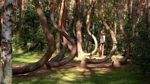 Crooked Forest