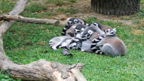 Zoo Lesna