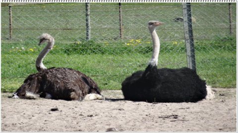 Mini Zoo Zwierzyniec Aga