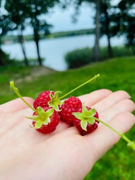 Korony Drzew - Apartamenty Mazury