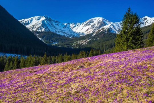 Apartament Zakątek Miętusi