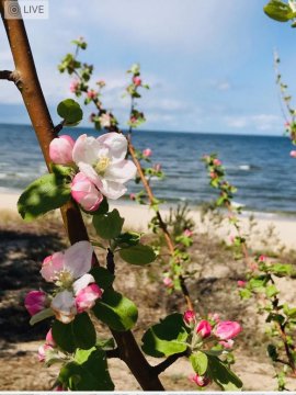 Aquamarina Onyx Blue