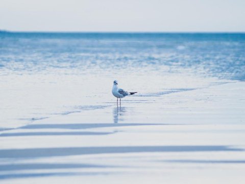 Nadmorskie Tarasy A 406