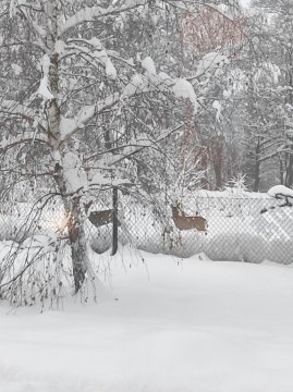 Domki pod brzozami Ustroń