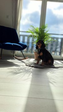 Apartamenty Bujaki Ustroń