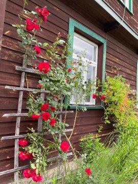 Dom na skraju Puszczy Białowieskiej