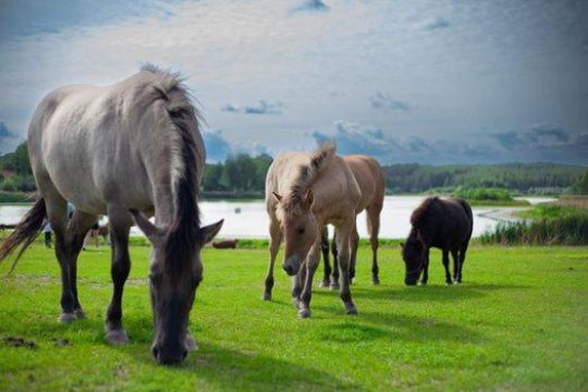 Agrotourist Maryska Małe Leźno