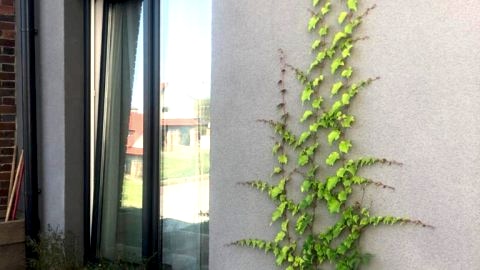 Flores Apartament 