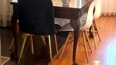 Apartament Diana - Traugutta Wrocław