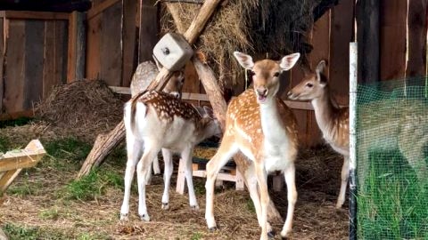 Domek murowany z podgrzewanym basenem – Wielowieś