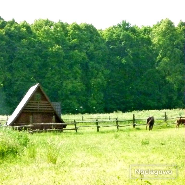 Okna domku wychodzą bezpośrednio na pastwiska dla koni - Domki kempingowe SK Prudnik