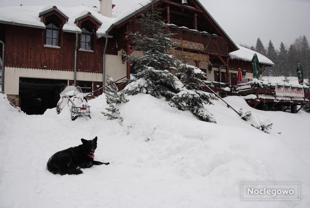 zima z psiakami - Gościniec pod Wyciągiem | Pokoje 150 m od wyciągu narciarskiego